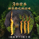 [Tibet Straight Hair] Authentic First Fresh Cordyceps 2025 Selected High Altitude Fresh Cordyceps SF Cold Chain 0.4-0.5gSpecifications 100 Roots