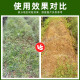 晴雨表757草甘膦铵盐除草剂烂根68%草甘膦杀狗尾草水花生控制返青 （50g*5袋）福利价