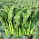 Xiangbin kale seeds kale field open-air planting in spring, summer, autumn and winter sowing pot seeds Guangdong vegetable seeds white flower willow leaf kale seeds 2000 original 10 packs