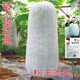 Pink-skinned giant winter melon seeds, extra-large pink-skinned winter melon seeds, pink-skinned giant winter melons, black-skinned giant large winter melons, pink-skinned giant winter melon seeds, common winter melons in rural areas, selected 22 capsules + fertilizer