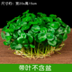 Xingan and copper money grass hydroponic potted indoor and outdoor flowers money grass green plants suck green plants flowers and plants copper money grass one pot without pot about 300 plants with leaves