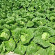 38 Jin Jin is equal to 0.5 kg. Overwintering Chinese cabbage seeds Shandong Chinese cabbage seeds. Chinese cabbage seeds are disease-resistant and high-yielding. Leafy cabbage. Original 5 packs (about 5000 grains) + Songpin. 38 Jin Jin is equal to 0.5 kg. Winter storage Chinese cabbage seeds.