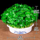 Xingan and copper money grass hydroponic potted indoor and outdoor flowers money grass green plants suck green plants flowers and plants copper money grass one pot without pot about 300 plants with leaves