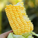 寿禾 超甜水果玉米种子大全紫糯黑甜糯可生食粘甜种孑秋季寿光蔬菜 苏科甜1506玉米种子40g+50g肥