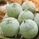 Shouhe green-fleshed cantaloupe seeds for winter and spring sweet all-season planting reticulated melon seeds emerald honey melon seeds 10 capsules