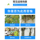 Senhuo Haobilin acetic acid rooting agent garden lawn rose nursery seedlings transplanting cuttings root strengthening liquid to prevent fruiting