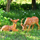 Yi Mingyuan courtyard outdoor garden forest animal landscape decoration resin fiberglass simulated sika deer sculpture ornaments small combination