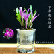 Liu Ge Orchid Colorful Perfume Dendrobium Orchid with buds in winter is good for growing green plants. Strong-scented Dendrobium flower potted green plants repel mosquitoes. 10 conjoined seedlings of colorful Dendrobium bloom in the current year with hydroponic pots.