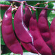 Sulu Yahui Green Eyebrow Bean Seeds Red Edge Purple Plum Beans Pig Ear Bean Seeds Lentil Vegetable Seeds Garden Field Planting 2 Packs of Spring and Autumn Long Red Vat Bean Seeds with Stand Type