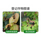 Guoguang Huixiu 32.5% azoxystrobin citrus watermelon rice sheath blight anthracnose leaf spot pesticide fungicide