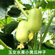 Jade Girl Fruit Cucumber Seeds Mini Small Cucumber Seeds Eat Raw Crisp and Sweet Without Residues for Spring and Autumn Planting Balcony Pot Seeds - Mouthful Juice Jade Girl Cucumber Seeds Pack of About 5 Original New Products - New Seeds 1 Bag (50 Tablets) Song Fertilizer