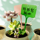 Benxinnong Pot de Fleur de Semis en Plastique Étiquette succulente Fleur Jardinage Sol Marque Plante en Pot Nom étiquette étanche Petite Carte de Prise Couleur mélangée 100 pièces (9,6 cm) Stylo Gratuit