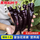 Wangyuanxing black pepper seeds beauty pepper purple skin pepper seeds purple screw pepper four seasons spring and autumn Hangzhou pepper extra spicy king black pepper seeds 1 pack about 300 +