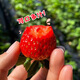 Chunfule Dandong Strawberry Authentic Dandong 99 Red Cream Strawberry Seasonal Fresh Fruit [SF Air Freight] Big fruit net weight 2.8 Jin [Jin equals 0.5 kg] [Single fruit 20-30g]