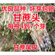 Jingyu Sugarcane Head Sugarcane Seedlings 10 Roots 4 to 7 Buds Each Root Authentic Guangxi Black Sugarcane Red Sugarcane Purple Sugarcane Tips Golden Sugarcane Seed (Yellow Sugarcane) 50 Roots