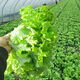 Four seasons sweet and crisp glass lettuce seeds, crisp and tender raw lettuce seeds, farmer's four seasons potted vegetable seeds, glass lettuce 1 pack, about 2000 pieces