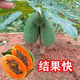Dwarf papaya seedlings, fruit papayas, red-fleshed papaya seedlings, large green papaya seedlings that bear fruit in all seasons of the year, potted courtyard, 4 dwarf papaya seedlings (10 cm high), free reissue after receiving dead seedlings (with cups and leaves)