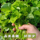 
Large round leaf glutinous rice amaranth seeds green leaf amaranth four seasons farm vegetable seeds green rapeseed amaranth special tender amaranth [fresh and delicious] seeds essence three bags [cut and long] about 15,567 pills