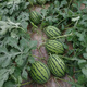 Ganmei 4K Watermelon Seeds Ganmei Watermelon Seeds Four Seasons High Yield Medium Mature Oval Dry Sand Pulp Thin Skin Watermelon Seeds Ganmei 20 capsules