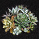 
ZKHE agave potted plant Blue Whale Nin Crown Auspicious Crown Takith Thunder Succulent Succulent Plant Combination Pot Plant Princess Thunder White Middle Spot Single Head 4-5cm Naked Root Without Soil