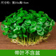 Xingan and copper money grass hydroponic potted indoor and outdoor flowers money grass green plants suck green plants flowers and plants copper money grass one pot without pot about 300 plants with leaves