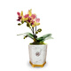 Liuge orchid orchid potted plant living room office flower butterfly orchid three-color bird with 1 flower sword with porcelain white basin source straight hair