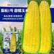 Kennian No. 1 waxy corn seeds, yellow waxy corn seeds, Northeastern farmers' sticky corn seeds, yellow sticky corn old varieties, Kennian No. 1 200g