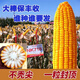 新种高产nk718大棒玉米种子审矮杆抗倒抗旱马牙细轴单双胞云贵川 新种国审原装NK718【1.42公斤】1袋国审品种