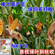 新种高产nk718大棒玉米种子审矮杆抗倒抗旱马牙细轴单双胞云贵川 新种国审原装NK718【1.42公斤】1袋国审品种