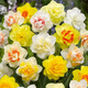 Narcissus bulbs, water-cultured soil-cultured potted plants, imported double-flowered narcissus, four-season blooming autumn and winter cold-resistant seeds, float parade (3 balls) 12+
