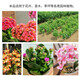 Guoguang Runerjia Guoguang methyl potassium dihydrogen phosphate flower seedlings and fruit trees to promote flower preservation and fruit resistance stress phosphorus and potassium fertilizer 1 kg