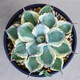Agave family series of snow, auspicious crowns, five colors, and other succulent plants, garden potted plants, Maikele, snow, 14-15cm