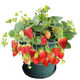 Jingyu Cream Big Strawberry Seedlings Potted Four-Season Strawberry Saplings Planted in the South and North will bear fruit in the same year. Cream Strawberry will bear fruit in four seasons. Cold-resistant and high-yielding seedlings. 12 ++pots+fertilizer.