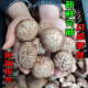 Fresh Shiitake Mushrooms Hubei Farm Picked Fresh Wet Flower Mushrooms Local Mushrooms Soup Stir-Fry Vegetables with Thick Meat and Fragrant Vegetables Edible Mushrooms Selected Pure Flower Mushrooms 1000g
