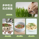 Greedy horse cat grass, lazy cat grass, ready-to-eat dehairing balls, cat snacks, hydroponic instant noodles, summer cat grass, winter style, Aoxue Lingshuang, combination 7 (single bowl), 1 pack