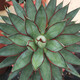 Qiuying agave tequila 22-22 cm