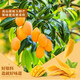 Liangpinpuzi dried mango fruit dried thick dried fruit licorice kumquat dried kumquat dried rock candied fruit random packaging, Super 2 Jin [Jin equals 0.5 kg] Youxiaoju dried fruit gift package 1047g
