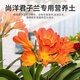 Shangyang Clivia special nutrient soil 8L (five-in-one) gardening potted flower growing organic peat soil matrix flower soil