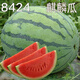 8424 Rock Sugar Kirin Watermelon Seeds, Super Sweet, High Yield, Early Maturity, Crispy Watermelon King Seeds, Four Seasons Fruit Seeds, 5 packs of 8424 seeds, 240 capsules