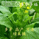 多枝多芽菜心种多子多福甜菜心种广东菜芯菜苔籽蔬菜种春秋四季 精选3888粒成活率98%好吃 超高发芽率【超多枝芽】多籽多福