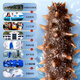 Tongrentang Sea Cucumber Dalian Ready-to-Eat Sea Cucumber Ready-to-eat Liao Cucumber 1Jin Jin is equal to 0.5kg 10 pieces solid 100% ready-to-eat bagged seafood
