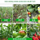 Agricultural Potassium Sulfate General Fertilizer for Fruit Trees and Vegetables Fully Water-soluble Potassium Fertilizer Nutritional Quick-acting Potassium Sulfate 50kg 100Jin Jin equals 0.5kg One bag of original factory packaging