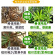 Special fertilizer for Podocarpus, organic fertilizer, compound fertilizer, base fertilizer, top-dressing fertilizer, water-soluble chlorophyll on the leaves for strong growth