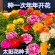 重瓣太阳花种子多层四季太阳花特大花盆栽易活太阳花景观开花不断 重瓣太阳花种子【粒粒精选】 易种植收芽快【15888粒】