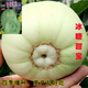 Japanese Sweet Treasure Melon Seeds without scaffolding, super sweet thin skin, large Sweet Treasure Melon seeds for spring, summer and autumn, four seasons fruit seeds without scaffolding, Sweet Treasure Melon Seeds, 2 packs, 200 capsules