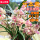 HUANGGUANNENG Orchid Seedlings, Jianlan Xiaomei Garden, Rich Fragrance, Fushan Butterfly, Red Lotus Petals and Red Moon, 6 conjoined seedlings shipped with bare roots