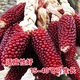 Strawberry, fruit, corn seeds, pineapple, corn seeds, whole season planting of ornamental vegetables in the field, wholesale of corn seeds, strawberry corn seeds 20g, packed