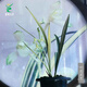 Wengyuan Orchid Jianlan Hetianxia Yehua Double Art Lotus-shaped Plain Heart Ceiling Advanced Xiangyi Precious Resource Grass Hetianxia 1 Seedling Large Strong Seedling Simple Pot Hair