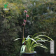 Wengyuan orchid ink orchid old species Nanguo Chunxiao flowers and leaves double art strong fragrance type diligent flower bud red flower green round potted plant Nanguo Chunxiao 2 seedlings large strong seedlings simple pot soil