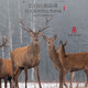 Futonghai Deer Antoles Tablets Jilin Changbai Mountain Deer Avoles Powder Ploss Small Package 20 G/Bottle Fubm